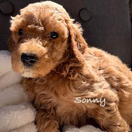 Sonny - Apricot male Poodle puppy in Greenwich, New York from MizzElle’s Standard Poodles