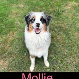 Aussiedoodle puppies from Drew’s Aussies & Doodles