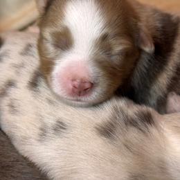 Puppy 6 - Red merle female Miniature Australian Shepherd puppy in Massapequa, New York from All That Auss Mini Aussies