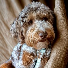 Reese - Bernedoodle