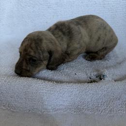 Mater - Brindle male Dachshund puppy in Pearce, Arizona from Katy West Weenies