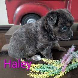 Haley - Blue brindled fawn female Chihuahua puppy in Cornwall, Pennsylvania from Goodlen Pups