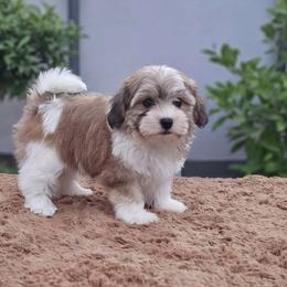 Cavachon, Cavalier King Charles Spaniel, Cavapoo, and Havanese Puppies from Peaks Pups & Cavachon Love Chocolate Cavaliers, Cavaliers, Cavachon’s, Cavapoos & Havanese