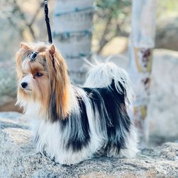 Theo - Biewer Terrier