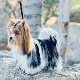 Theo - Biewer Terrier