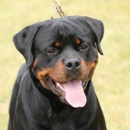 Taz - Rottweiler