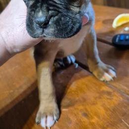 Sammy - Fawn male Boxer puppy in Pine River, Wisconsin from Jenks Boxers