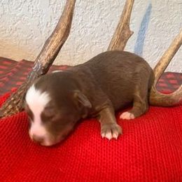Miniature Australian Shepherds from Shaelyn’s Aussies