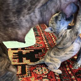 Ocean - Available - Brindle female Vietnamese Phu Quoc Ridgeback puppy in White Stone, Virginia from TSUNAMI  PHU QUOC VIETNAMESE RIDGEBACK