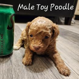 Ruby Boy - Red  male Poodle puppy in Norman, Indiana from Wendy's Poodles