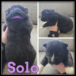 Solo - Black and white female Siberian Husky puppy in Wheeler, Michigan from Haase Family Kennels