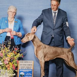 Gabi - Weimaraner