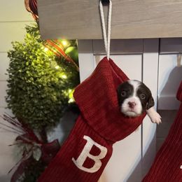 Brittany Puppies from HillTop Brittany Kennel