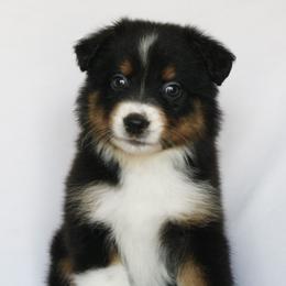 Solstice - Black tri-color female Australian Shepherd puppy in Richmond, Texas from Big Zen Aussies