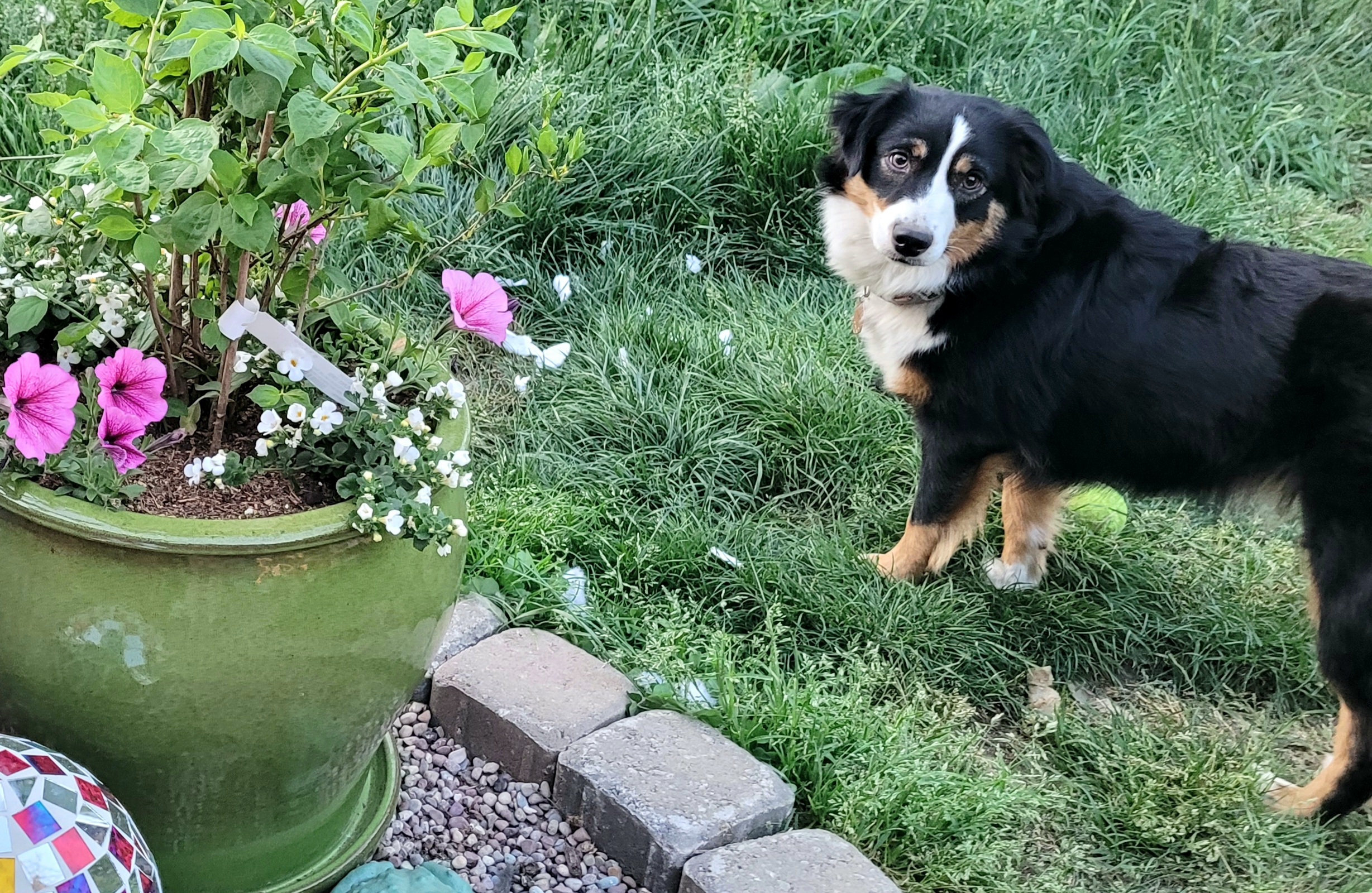 Pumpkin - Miniature American Shepherd