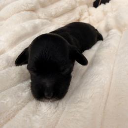 Sophia - Black and tan female Cavapoo puppy in Redding, California from O’Hara  Doodles