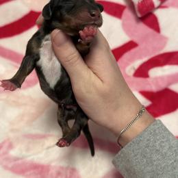 Blizzard - Dapple male Dachshund puppy in Denison, Texas from Digging Dachshunds