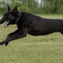 Belgian Malinois from K9 Opportunities Unlimited