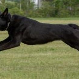 Belgian Malinois from K9 Opportunities Unlimited