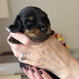 Girl 2 - female Dachshund puppy in Meridian, Idaho from Schön Duchshund