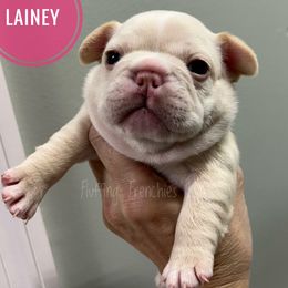 Lainey - Cream female French Bulldog puppy in Port Charlotte, Florida from Fluffing Frenchies LLC