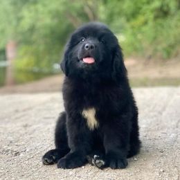 Newfoundland Puppies from Country Road Newfoundlands