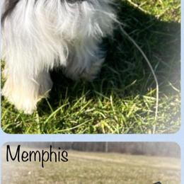 Memphis - Miniature Schnauzer