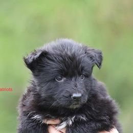 Patriots - Black female German Shepherd puppy in Oswego, New York from Vom Wolfgang Roma Kennels