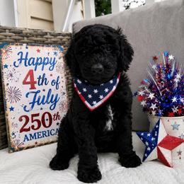 Princess Ebony of Wales - Black female Poodle puppy in Woodbridge, Virginia from Rosa Red Standard Poodles