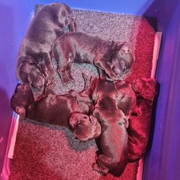 Girl 3 - Liver female Boykin Spaniel puppy in Piedmont, South Carolina from Melissa's Boykins