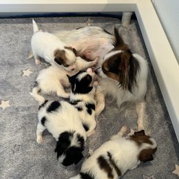 Mom - Papillon