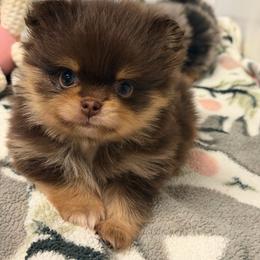 Fletcher - Chocolate and tan male Pomeranian puppy in Newport Beach, California from Exotic City Pomeranians and chihuahuas