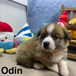 Odin - Sable male Pembroke Welsh Corgi puppy in Apison, Tennessee from Ashmore Corgis