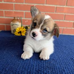 Kloe - Sable and white female American Corgi puppy in Shawnee, Oklahoma from Sunray Ranch