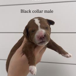 Ash - Red  male Goldendoodle puppy in Rio Linda, California from GoldendoodlePaw