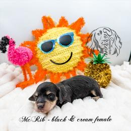 McRib - Black and cream female Dachshund puppy in Prairieville, Louisiana from Southern Barron Danes & Dachshunds