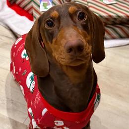Dachshund All Grown Up from CasadeWeens