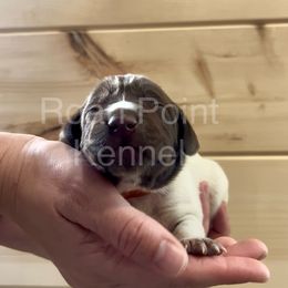 Aspen - Copper Male - Liver roan German Shorthaired Pointer puppy in Payneville, Kentucky from Roan Point Kennel