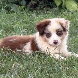 Boy 2 - Red merle male Australian Shepherd puppy in Lowell, Indiana from Bearfoot Aussies and Tollers