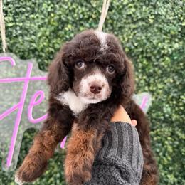 Yasmin - Brown female Poodle puppy in Lathrop, California from Stellar Poodles