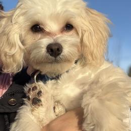 Teo the 'True Love' - Cream male Maltipoo puppy in Chattanooga, Tennessee from Joy-fur puppies