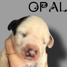 Opal - White and black male Dalmatian puppy in Bremen, Georgia from Clark’s Dalmatians