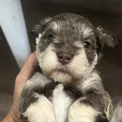 Miniature Schnauzers from Haley Boutwell