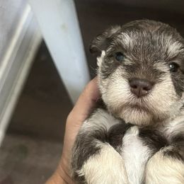 Miniature Schnauzers from Haley Boutwell