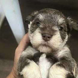 Miniature Schnauzers from Haley Boutwell