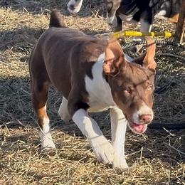 Chocolate Tux - White, chocolate and tan male Rat Terrier puppy in Denver, Colorado from K2 RAT TERRIERS (COLORADO)