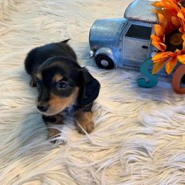 Dachshund Puppies from Sugar Creek Mini Doxies