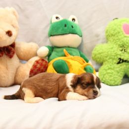 AKC Male 2 - Red brindle male Havanese puppy in South Carolina from Premier Havanese Dogs