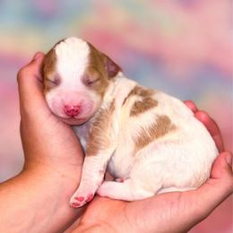 Clementine - Parti female Goldendoodle puppy in Kissimmee, Florida from Poodle Doodle Kennels