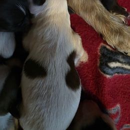 Boy 3 - Brindle and white male Shih Tzu puppy in Rockmart, Georgia from Sonya Garrett